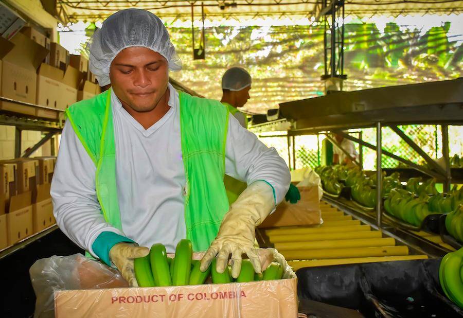 Asbama aseguró que reducir la producción bananera en Magdalena afectaría el empleo formal y el sustento de más de 18.000 familias de la región Caribe. FOTO suministrada por Asbama