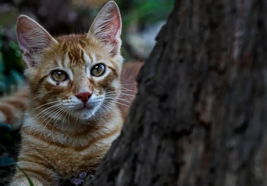 Los propietarios pueden ser sancionados si sus mascotas generan daños o afectan la convivencia en propiedad horizontal. FOTO: MANUEL SALDARRIAGA