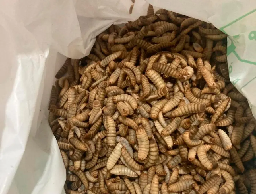 Estas son las larvas de la mosca soldado negra, criadas con residuos orgánicos. FOTO cortesía José Édgar Zapata Montoya