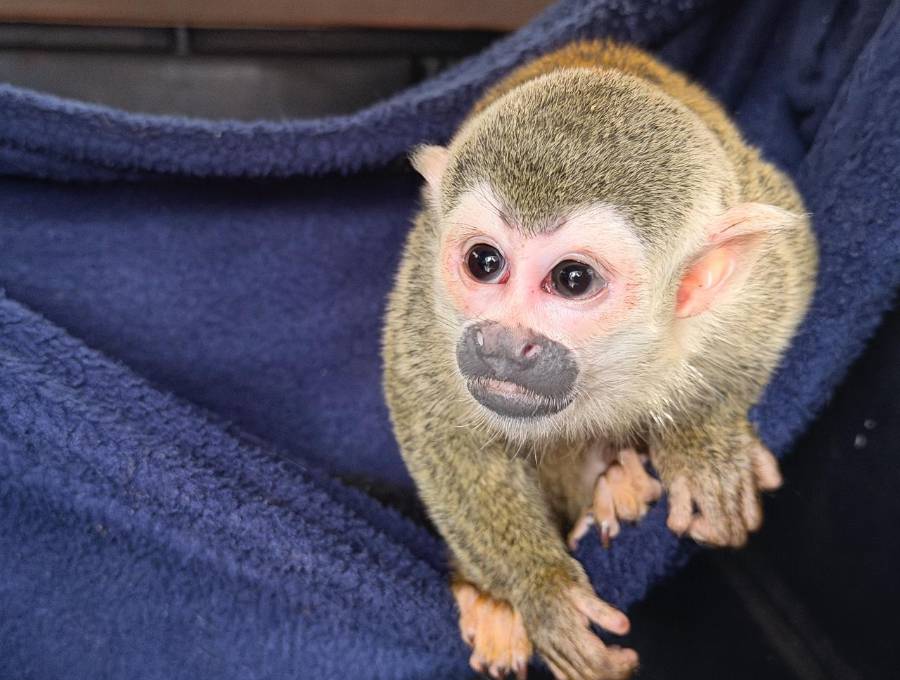 Este fue el pequeño primate que las autoridades rescataron en la capital antioqueña. FOTO: Cortesía