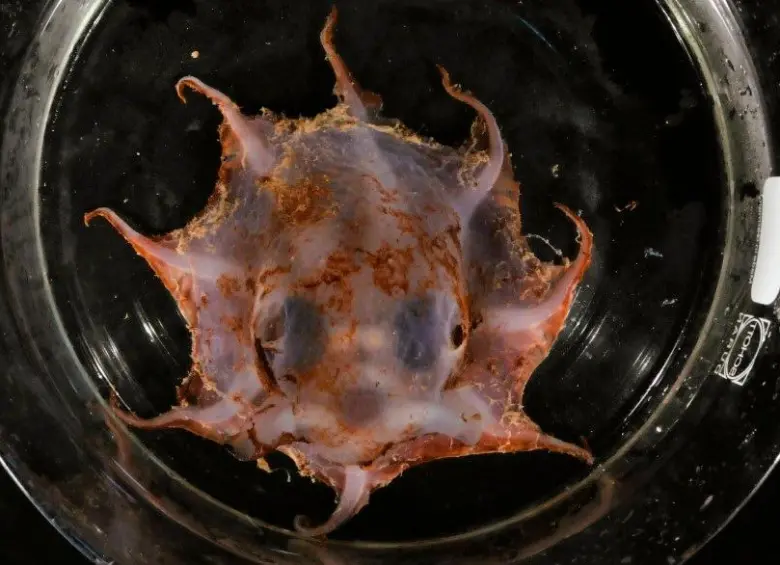 Ejemplar del pulpo flapjack de Carnarvon, una nueva especie descubierta en aguas profundas frente a las costas de Australia Occidental, a más de 1.000 metros de profundidad. FOTO cortesía 