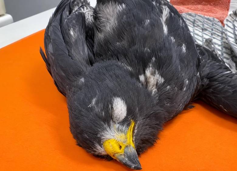 El gavilán fue atendido en el Centro de Atención, Valoración y Rehabilitación de fauna silvestre del Área Metropolitana del Valle de Aburrá. Recibió terapia fisiológica y tratamiento especializado. Foto: cortesía.
