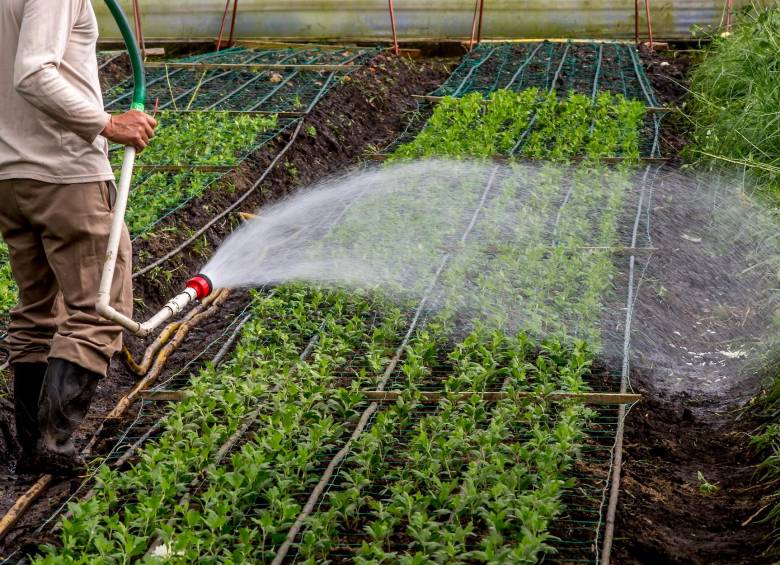 Según MinAgricultura, el mercado de insumos agropecuarios mueve al año $4,94 billones: $2,37 billones en fertilizantes; $1,54 billones en plaguicidas y $1,03 billones en medicamentos. FOTO juan antonio sánchez