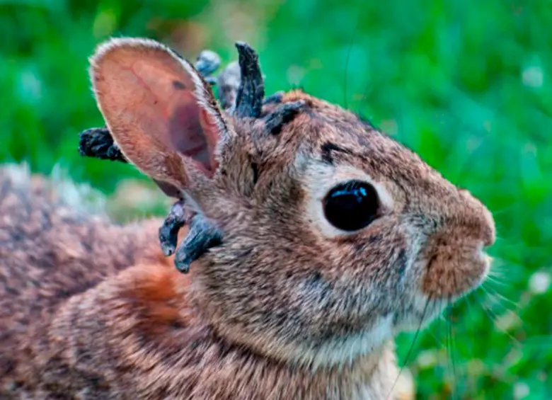 Autoridades informaron que los conejos tiene el virus del papiloma del conejo cola de algodón que se transmite a través de la picadura de insectos. Foto Education Images/Universal Images Group, vía Getty Images. 