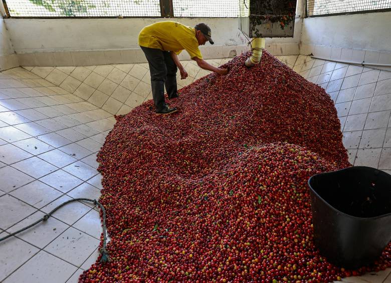 Según Coffee Watch, el 99% de las exportaciones de café de los países productores son granos crudos, de bajo valor y sin procesar. FOTO Manuel Saldarriaga