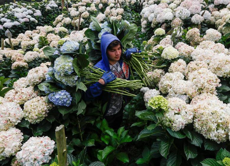 El 14 de febrero, durante el San Valentín, los productos colombianos ganadores en Estados Unidos son las flores. Según Asocolflores, podrían venderse 650 millones de tallos. FOTO manuel saldarriaga