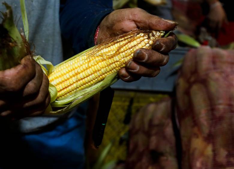A pesar de tener 16 millones de hectáreas aptas para sembrar maíz, Colombia importó 6,5 millones de toneladas en 2022. Foto: Donaldo Zuluaga