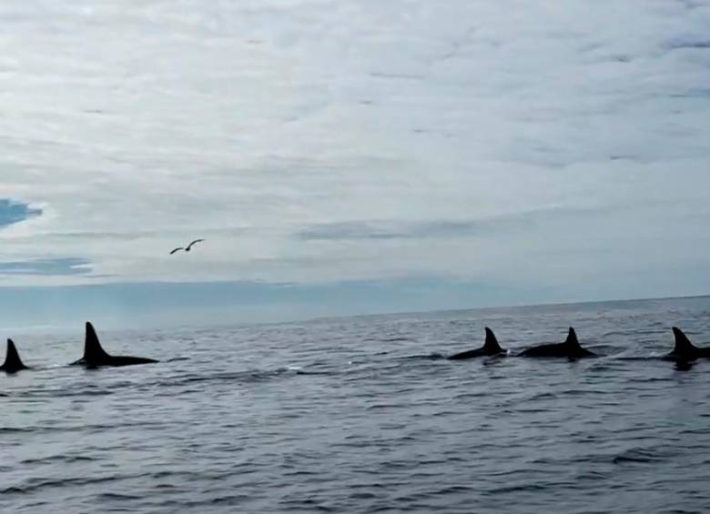 Las orcas están entre las principales depredadoras del reino marino y conviven en manadas. FOTO: TOMADA DE TWITTER (@CAndvik).