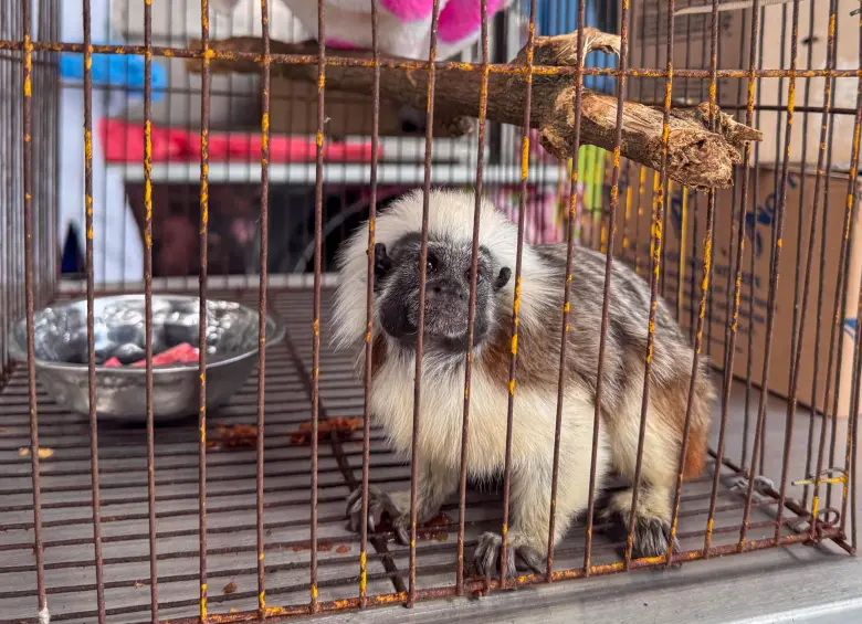 Uno de los animales salvajes entregados al Área Metropolitana tras su cautiverio. FOTO: Cortesía