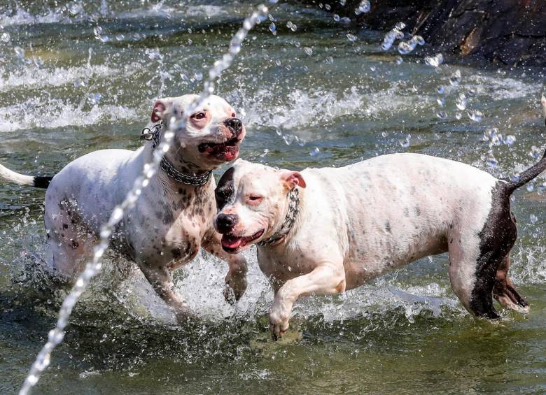 Los perros disfrutaron en la fuente del Parque de Banderas, donde se bañaron y jugaron. Foto: Jaime Pérez. 