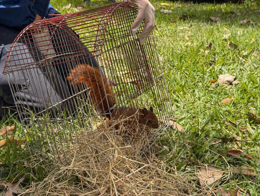 Ardillas y zarigüeyas son algunos de los mamíferos que fueron liberados en la Reserva Natural del Club Campestre El Rodeo. FOTO: Área Metropolitana del Valle de Aburrá