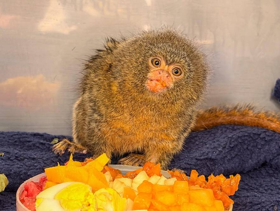 Este primate es llamado pigmeo por su minúsculo tamaño, de 12 a 15 centímetros aproximadamente. Foto: cortesía.