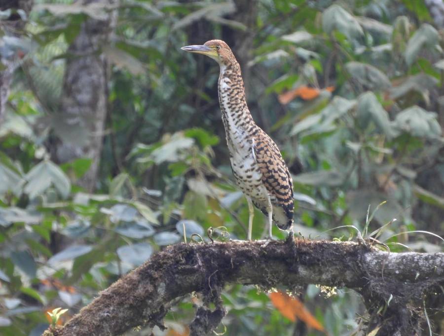 El vaco cabecinegro es una especie que se ve, más que todo, en Brasil, Argentina, Guyana y Costa Rica. FOTO: CORTESÍA ALCALDÍA DE MEDELLÍN