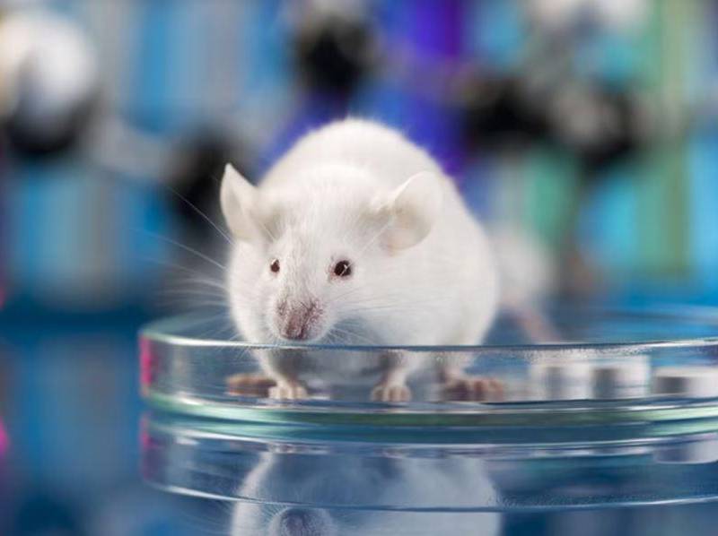 Los investigadores crearon ratones a los que modificaron genéticamente para que no desarrollaran su propia corteza cerebral. FOTO: Europa Press.
