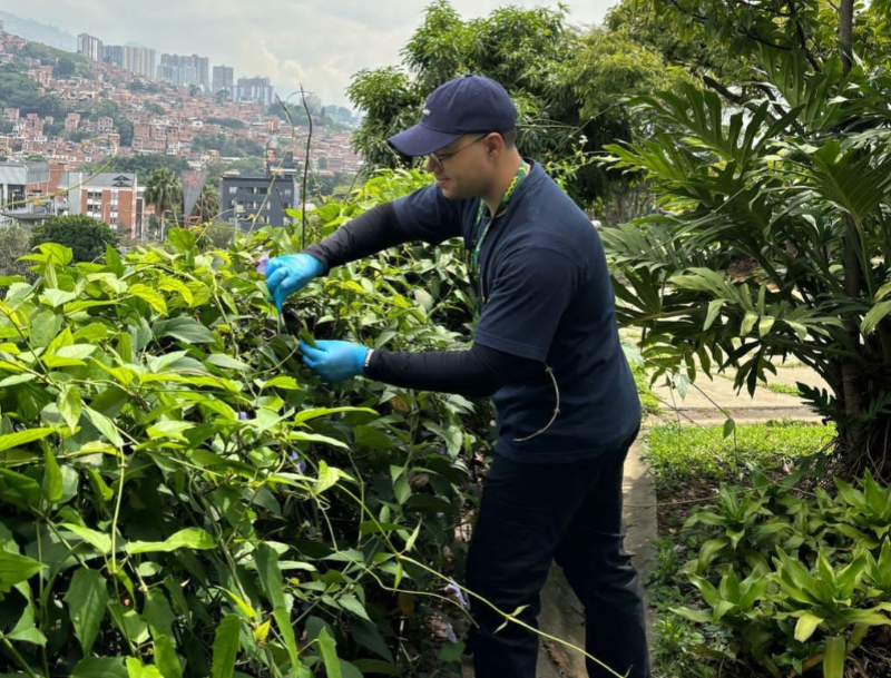 Tomaron muestras de las bacterias en hojas de tres árboles de Medellín y hallaron bacterias que podrían ayudar limpiar el aire. Foto: cortesía.