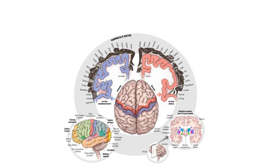 Moverse, cuando el cerebro baila