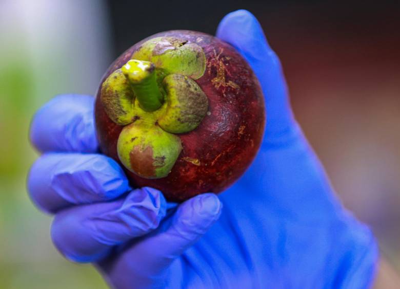 Estas son las frutas exóticas que cautivan paladares en el mercado paisa, ¿cuál es la más rara? 