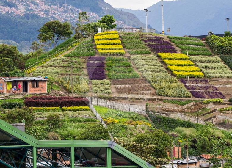Desde el pasado mes de junio empezaron las invasiones al morro de Moravia con nuevas construcciones que ya llegaron hasta el propio jardín. FOTOS julio césar herrera y jaime pérez. 