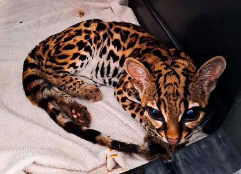 La liberación de este ejemplar se realizó en un bosque de niebla del suroeste antioqueño, un ecosistema de alta complejidad que ofrece las condiciones necesarias para la supervivencia de especies sensibles a la fragmentación del hábitat. FOTO cortesía Área Metropolitana del Valle de Aburrá