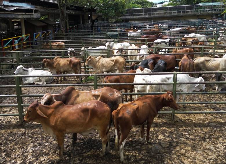 Los beneficiaderos municipales se empezaron a cerrar desde 2016 por incumplimientos a la normatividad del Invima. FOTO: Manuel Saldarriaga