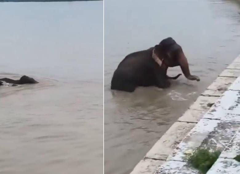 La fuerza de las inundaciones arrastró a varios elefantes en Nepal. FOTO: Captura de videi