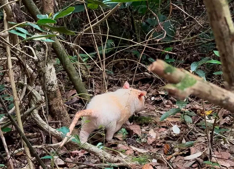 El ejemplar que llegó al CAVR tiene condiciones físicas para sobrevivir en el entorno silvestre. FOTO: AMVA