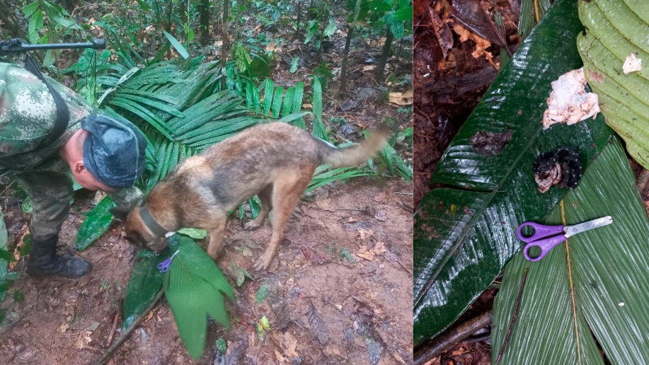 Un perro del grupo de búsqueda podría estar con los cuatro niños desaparecidos. Foto: Cortesía. 
