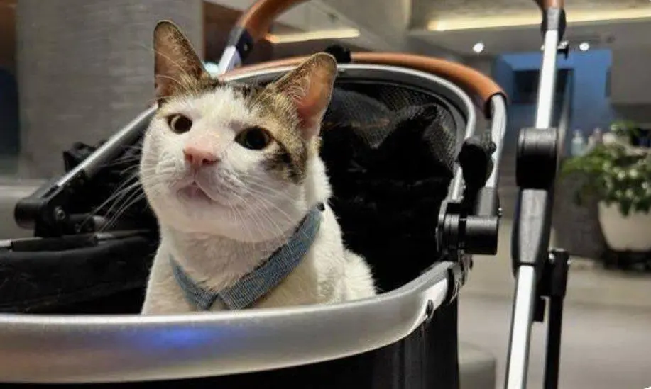 Bobby, el gato del presidente de Indonesia en su “cochecito”. FOTO: REDES SOCIALES.