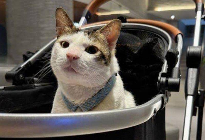 Bobby, el gato del presidente de Indonesia en su “cochecito”. FOTO: REDES SOCIALES.