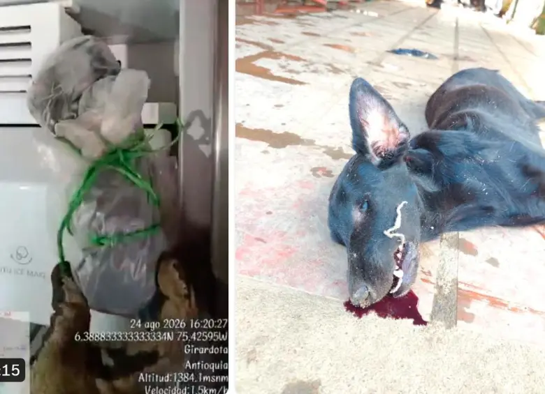 A la izquierda, el perro congelado en la nevera; a la derecha, el otro canino hallado también muerto. FOTO TOMADA DE X