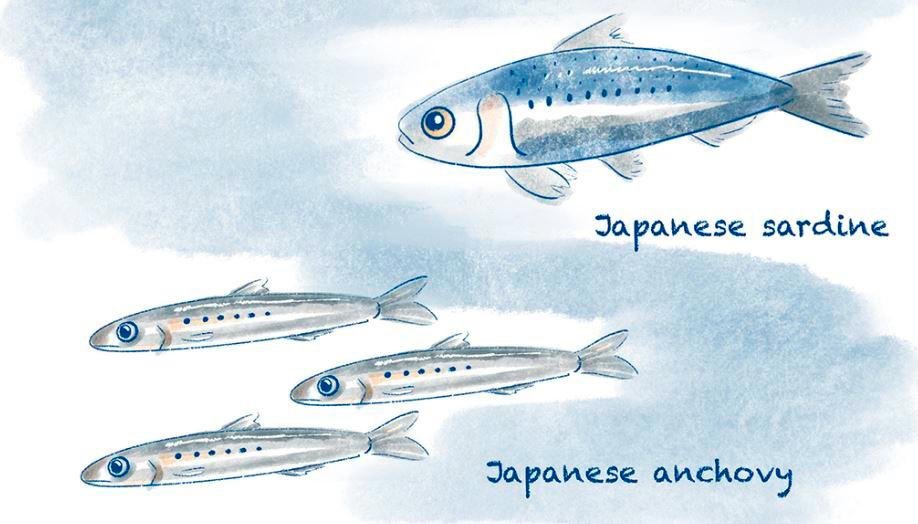 La anchoa y la sardina japonesas constituyen una gran proporción de la importante población pesquera de la zona. Ilustración: Cortesía Nicola Burghall. 