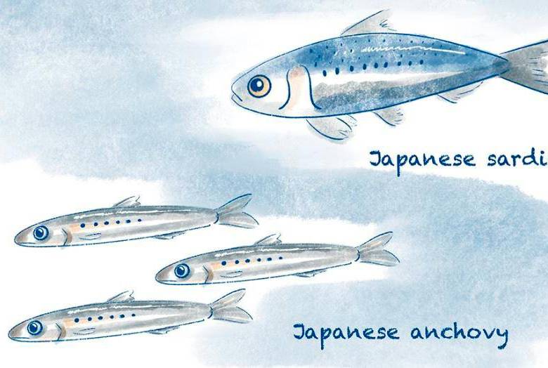 La anchoa y la sardina japonesas constituyen una gran proporción de la importante población pesquera de la zona. Ilustración: Cortesía Nicola Burghall. 