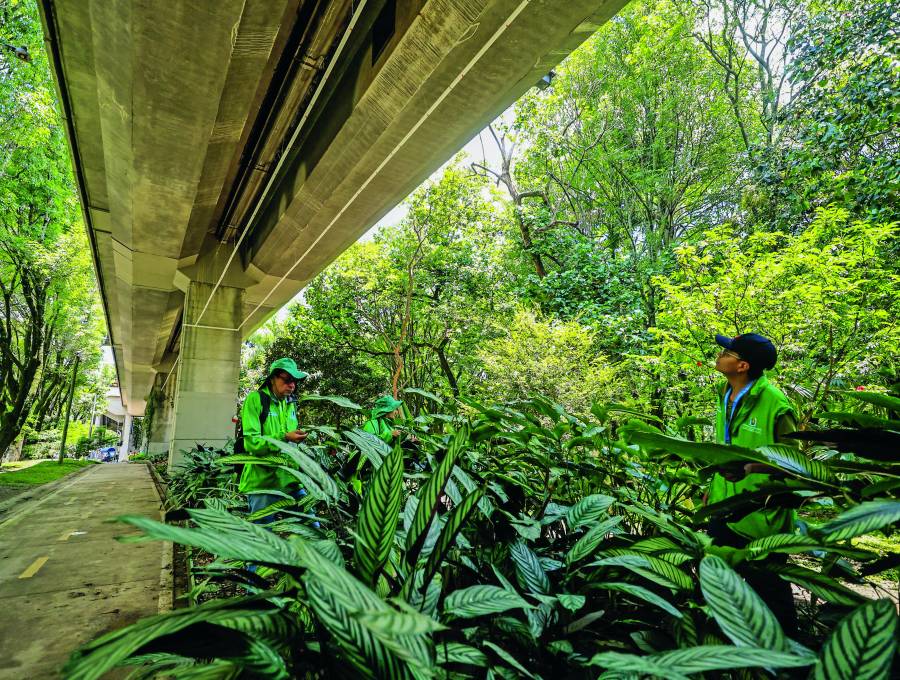 Así se ve, desde la parte baja del viaducto de la estación Estadio del metro, el nuevo sistema de riego aéreo en Medellín para mejorar las condiciones de más de 10.000 plantas ornamentales. FOTO Camilo Suárez.
