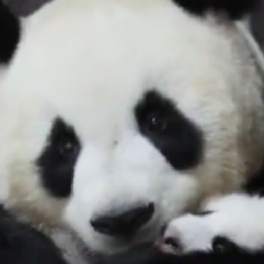 Al parecer, los hechos sucedieron en China. FOTO: Captura de pantalla