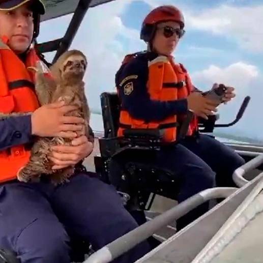 El perezoso se aferró a su salvador mientras regresaban a tierra firme. FOTO: CORTESÍA