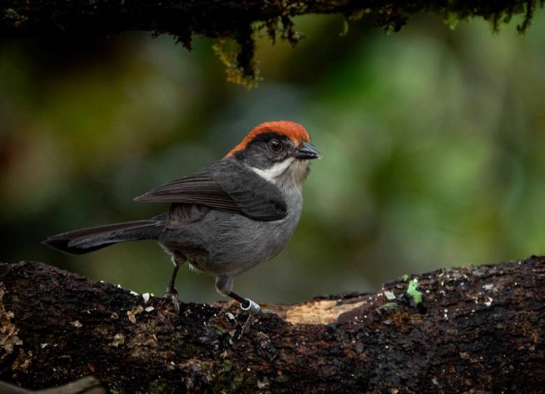 Atlapetes blancae o montañerito paisa. FOTO: Cortesía Santiago Chiquito-García