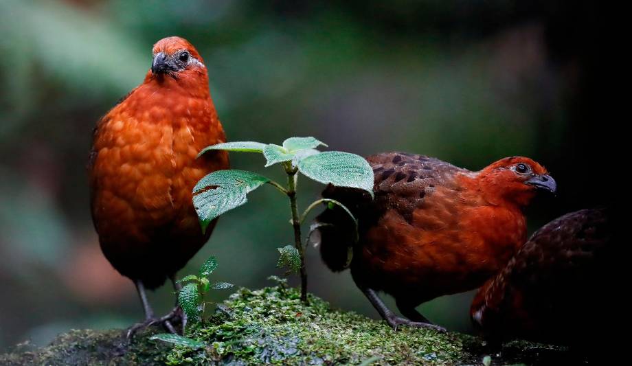 Perdiz Colorada Cali vibró con el avistamiento de aves en BirdFair 2025