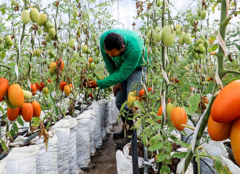 Según el Ministerio de Agricultura, los insumos agropecuarios tienen un impacto hasta del 78% en los costos de producción. FOTO jaime pérez