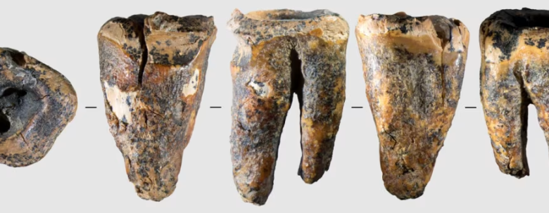 ¿Los neandertales iban al odontólogo? Esta es la razón por la que la ciencia cree que sí