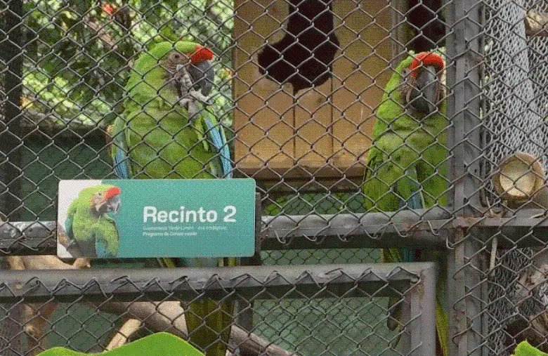 Las guacayamas que podrían ayudar a salvar a su especie de la extinción se encuentran en una zona aislada del parque de la Conservación. FOTO: CORTESÍA