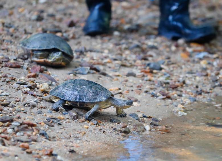 Había tortugas de diferentes tamaños. No es posible saber su edad, pero algunas llevaban en el Parque de la Conservación varias décadas. Foto: Donaldo Zuluaga