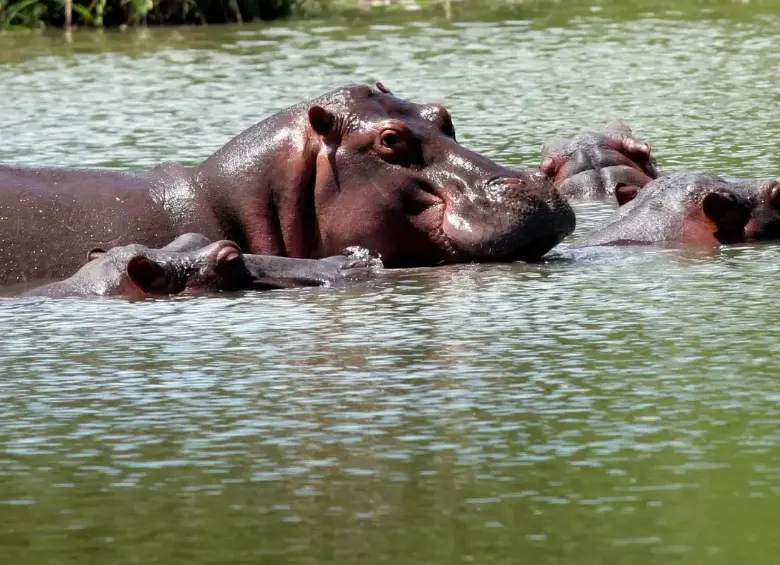 Hipopótamos en el Magdalena Medio en manada. Foto: EL COLOMBIANO