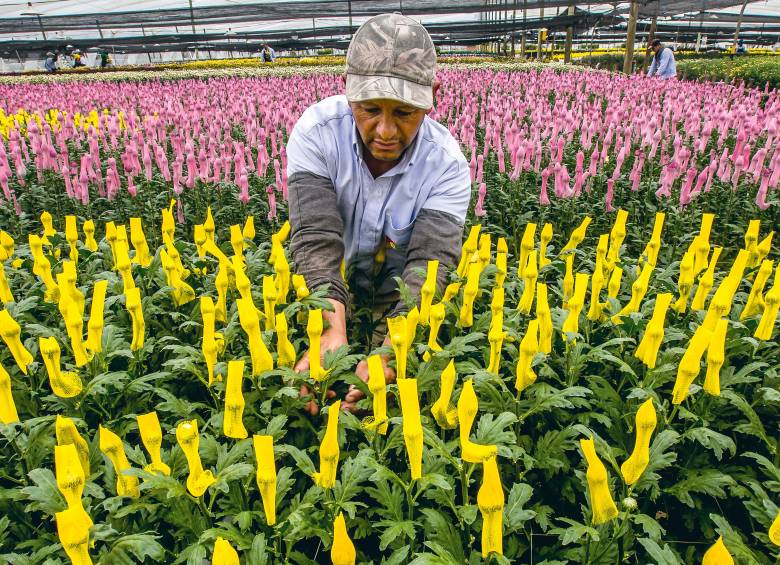 La escasez de mano de obra ha llevado a empresas floricultoras del Oriente antioqueño a contratar trabajadores de otras zonas del país. FOTO JUAN ANTONIO SÁNCHEZ