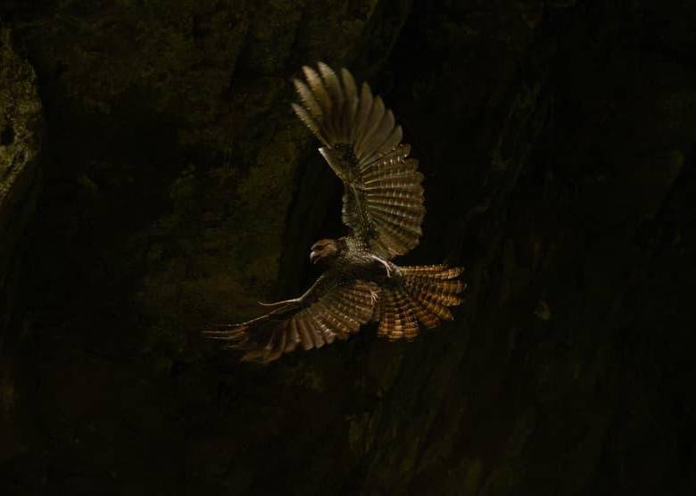 La biodiversidad de Colombia fue protagonista en los Premios de Fotografía Audubon 2026, que reconocieron el talento de fotógrafos del país. FOTO: Faber Mosquera.