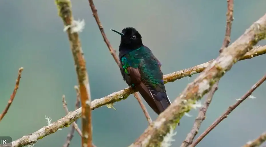 Este es el colibrí sietecolores, una de las especies que filmó el equipo de <i>60 Minutes</i>. FOTO: Captura de pantalla 60 Minutes.