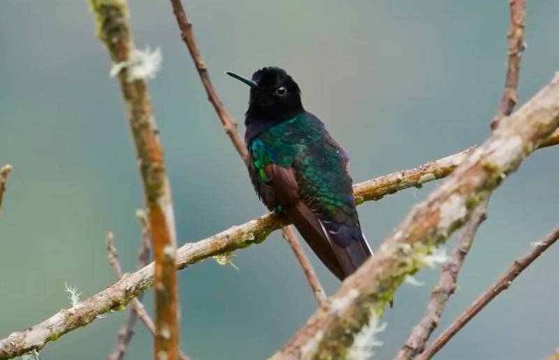 Este es el colibrí sietecolores, una de las especies que filmó el equipo de 60 Minutes. FOTO: Captura de pantalla 60 Minutes.