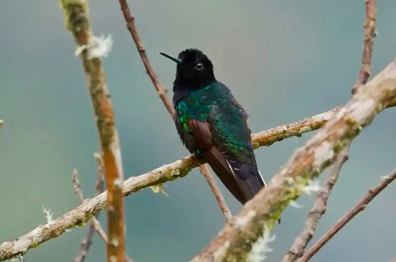 Este es el colibrí sietecolores, una de las especies que filmó el equipo de 60 Minutes. FOTO: Captura de pantalla 60 Minutes.