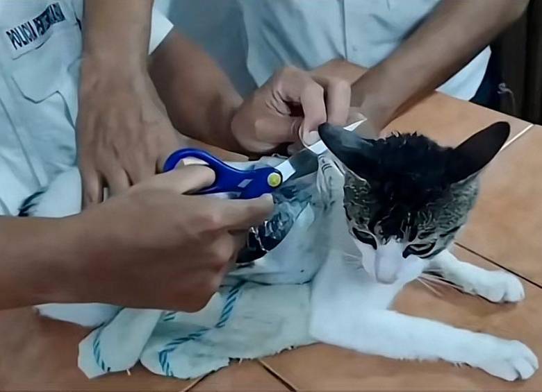 Los hechos se registraron en la cárcel de Pococí en Costa Rica. FOTO: Cortesía