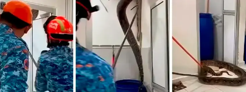 ¡Qué susto! Enorme pitón fue capturada en el techo de una casa