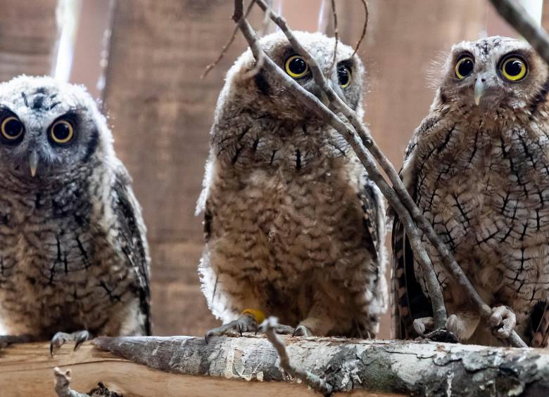 Cornare tiene una de las jaulas para aves rapaces más cualificada del país. Desde varias partes del país llegan aves con la intención de ser rehabilitadas allí. Generalmente llegan búhos, lechuzas, gavilanes y hasta gallinazos que, quién lo creyera, son utilizados para domesticación. FOTO jaime pérez